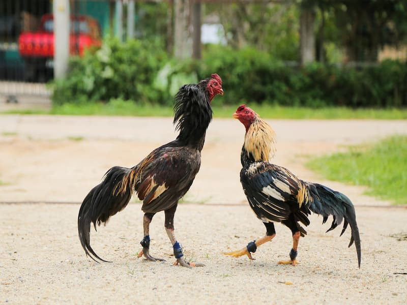 Luật thi đấu đá gà cựa dao như thế nào?